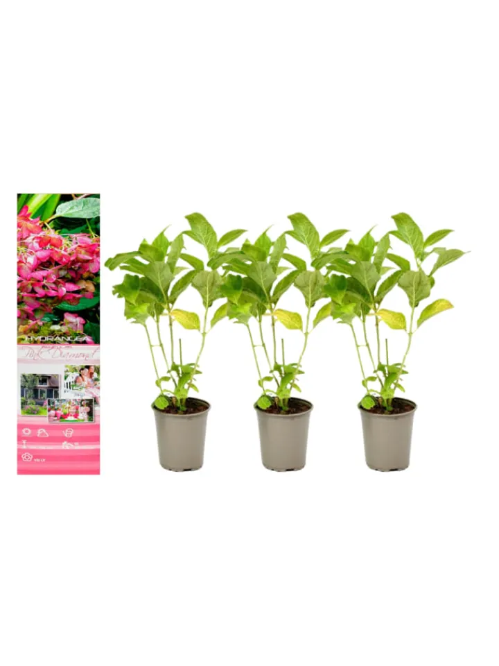 GARDENZO Pflanzen & Zubehör<3er-Set: pan. 'Pink Diamond' Hortensien in Rosa