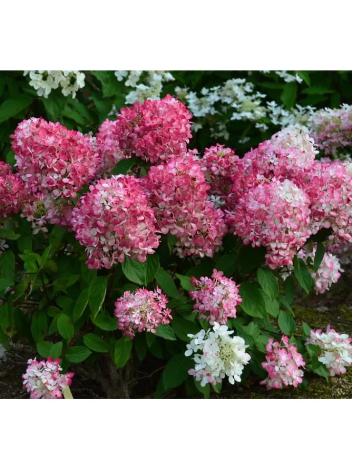 GARDENZO Pflanzen & Zubehör<3er-Set: pan. 'Pink Diamond' Hortensien in Rosa