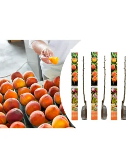 GARDENZO Pflanzen & Zubehör<3er-Set: Pfirsich Redheaven Obstbäume in Bunt