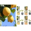 GARDENZO Pflanzen & Zubehör<4er-Set: Pflanzen Citrus Mix in Bunt