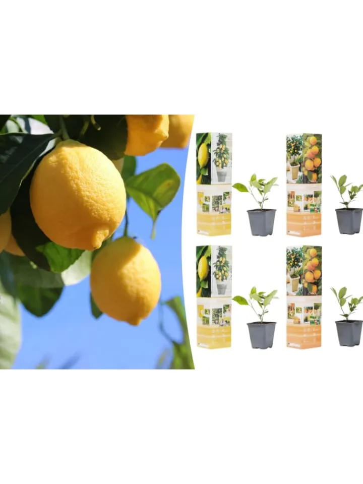GARDENZO Pflanzen & Zubehör<4er-Set: Pflanzen Citrus Mix in Bunt