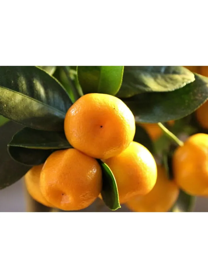 GARDENZO Pflanzen & Zubehör<4er-Set: Pflanzen Citrus Mix in Bunt