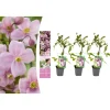 GARDENZO Pflanzen & Zubehör<3er-Set: Pflanzen Clematis montana Mayleen in Rosa
