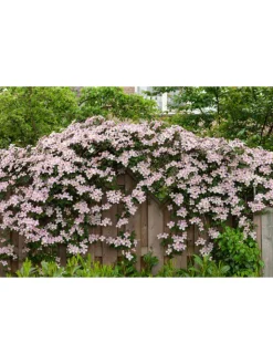 GARDENZO Pflanzen & Zubehör<3er-Set: Pflanzen Clematis montana Mayleen in Rosa
