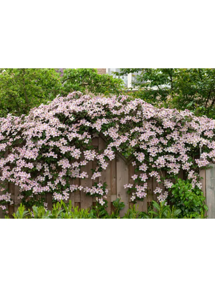 GARDENZO Pflanzen & Zubehör<3er-Set: Pflanzen Clematis montana Mayleen in Rosa