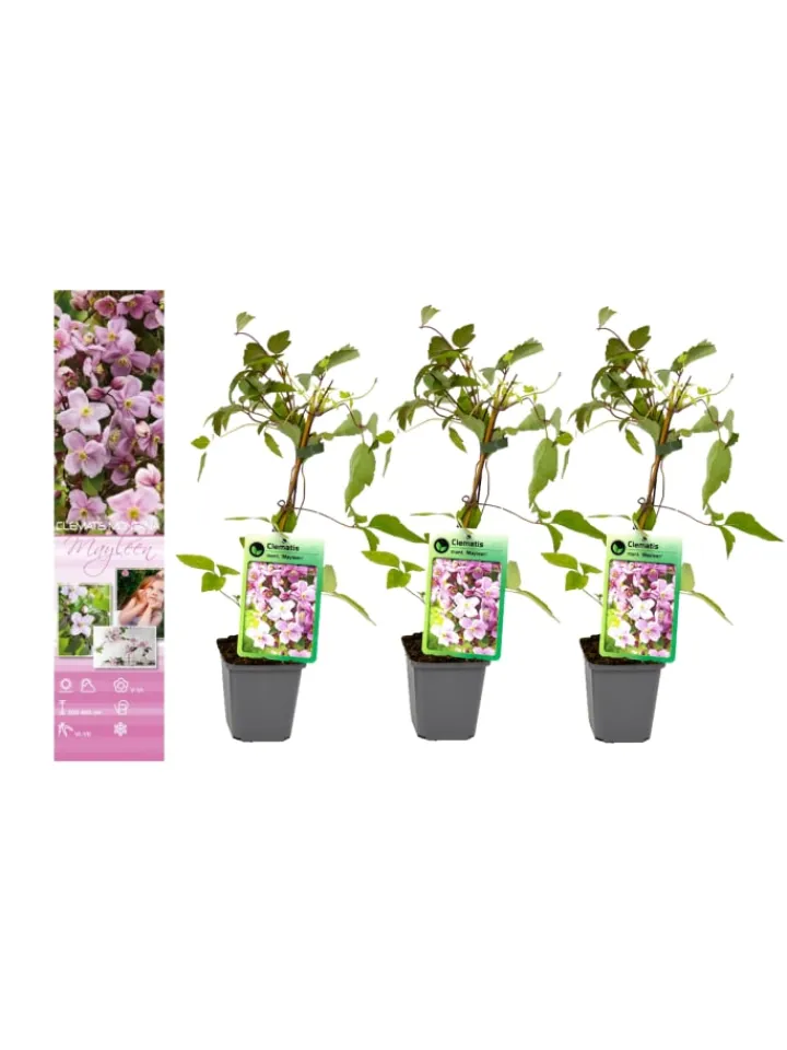 GARDENZO Pflanzen & Zubehör<3er-Set: Pflanzen Clematis montana Mayleen in Rosa