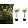GARDENZO Pflanzen & Zubehör<2er-Set: Salix integra "Flamingo" auf Stamm in Rosa