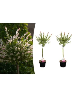 GARDENZO Pflanzen & Zubehör<2er-Set: Salix integra "Flamingo" auf Stamm in Rosa