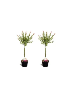 GARDENZO Pflanzen & Zubehör<2er-Set: Salix integra "Flamingo" auf Stamm in Rosa