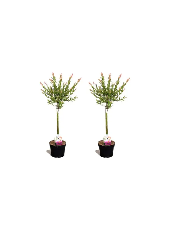 GARDENZO Pflanzen & Zubehör<2er-Set: Salix integra "Flamingo" auf Stamm in Rosa