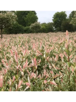 GARDENZO Pflanzen & Zubehör<2er-Set: Salix integra "Flamingo" auf Stamm in Rosa