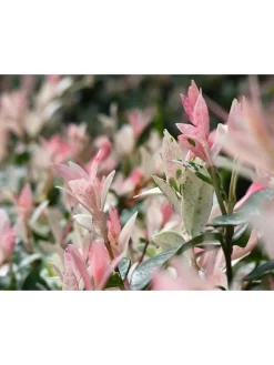 GARDENZO Pflanzen & Zubehör<2er-Set: Salix integra "Flamingo" auf Stamm in Rosa