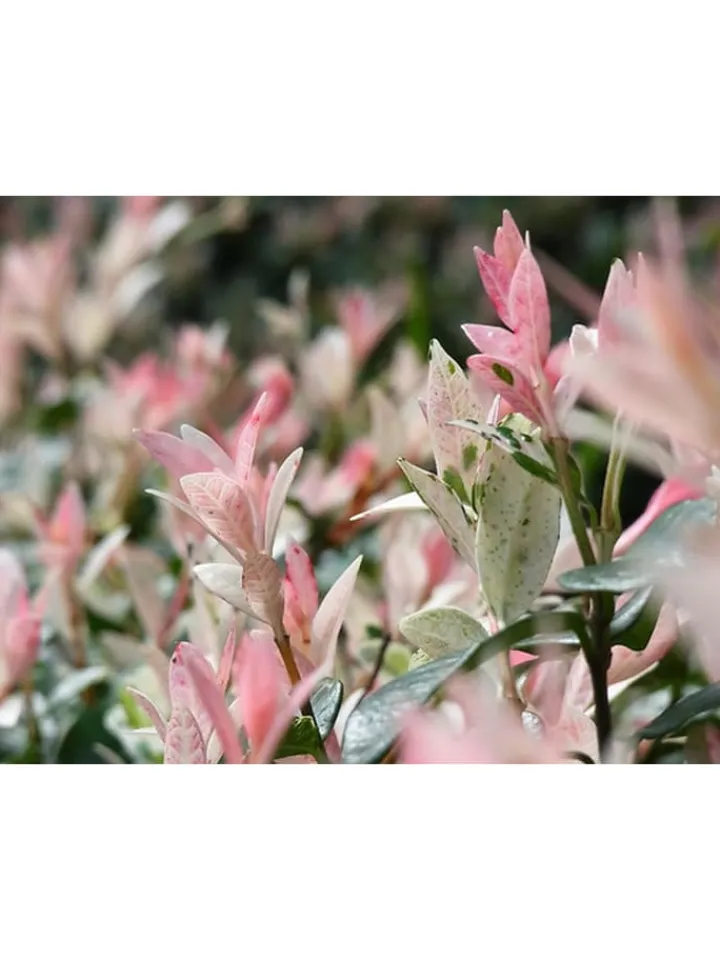 GARDENZO Pflanzen & Zubehör<2er-Set: Salix integra "Flamingo" auf Stamm in Rosa