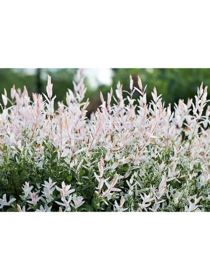 GARDENZO Pflanzen & Zubehör<2er-Set: Salix integra "Flamingo" auf Stamm in Rosa