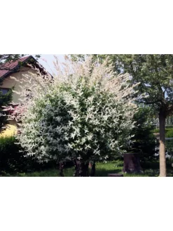 GARDENZO Pflanzen & Zubehör<2er-Set: Salix integra "Flamingo" auf Stamm in Rosa