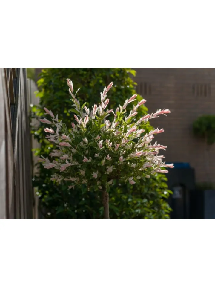 GARDENZO Pflanzen & Zubehör<2er-Set: Salix integra "Flamingo" auf Stamm in Rosa