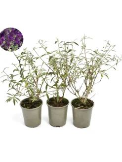 GARDENZO Pflanzen & Zubehör<3er-Set: Schmetterlingspflanzen Davidii in Schwarz/Violett