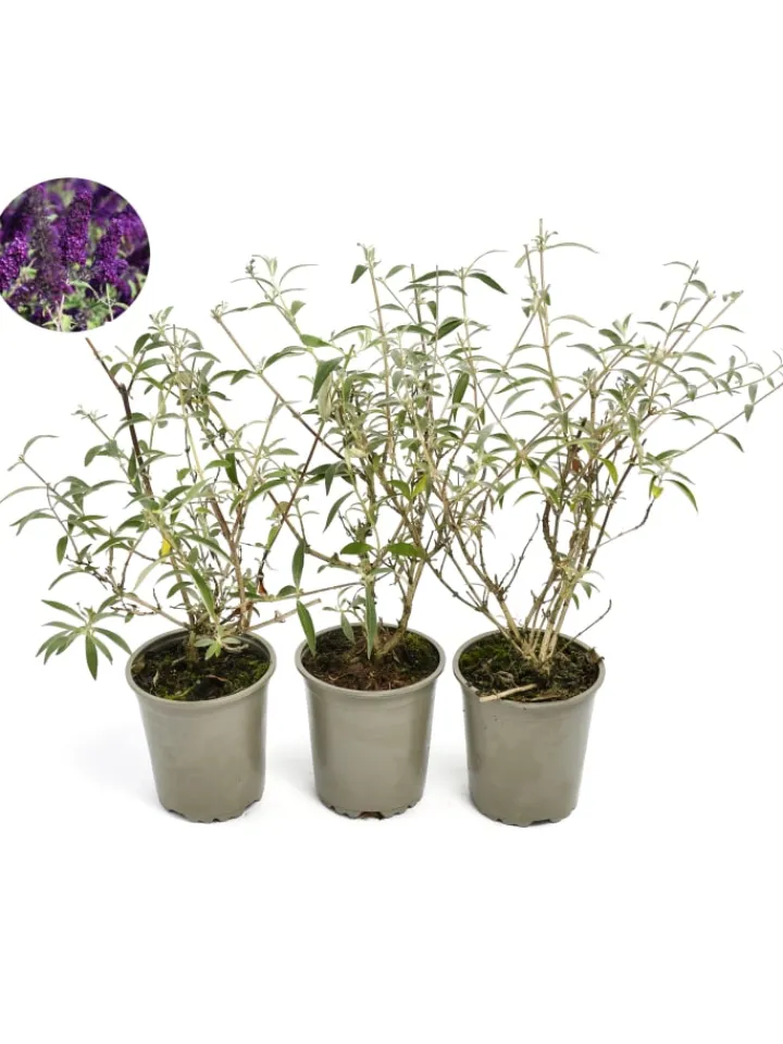 GARDENZO Pflanzen & Zubehör<3er-Set: Schmetterlingspflanzen Davidii in Schwarz/Violett