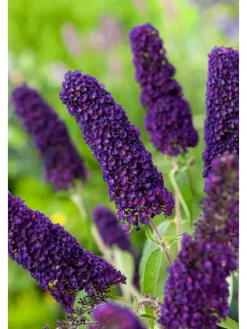 GARDENZO Pflanzen & Zubehör<3er-Set: Schmetterlingspflanzen Davidii in Schwarz/Violett