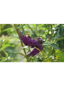 GARDENZO Pflanzen & Zubehör<3er-Set: Schmetterlingspflanzen Davidii in Schwarz/Violett