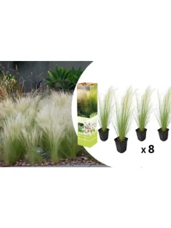 GARDENZO Pflanzen & Zubehör<8er-Set: Stipa Zwerg-Federgras