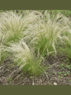 GARDENZO Pflanzen & Zubehör<8er-Set: Stipa Zwerg-Federgras