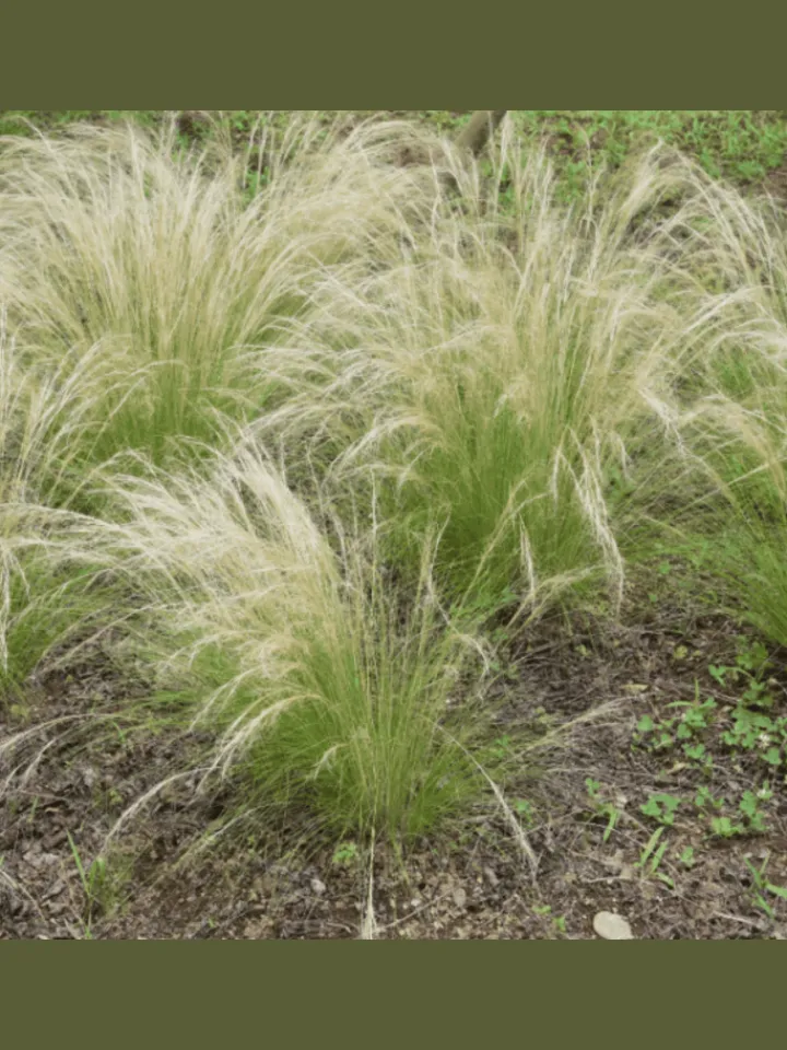 GARDENZO Pflanzen & Zubehör<8er-Set: Stipa Zwerg-Federgras