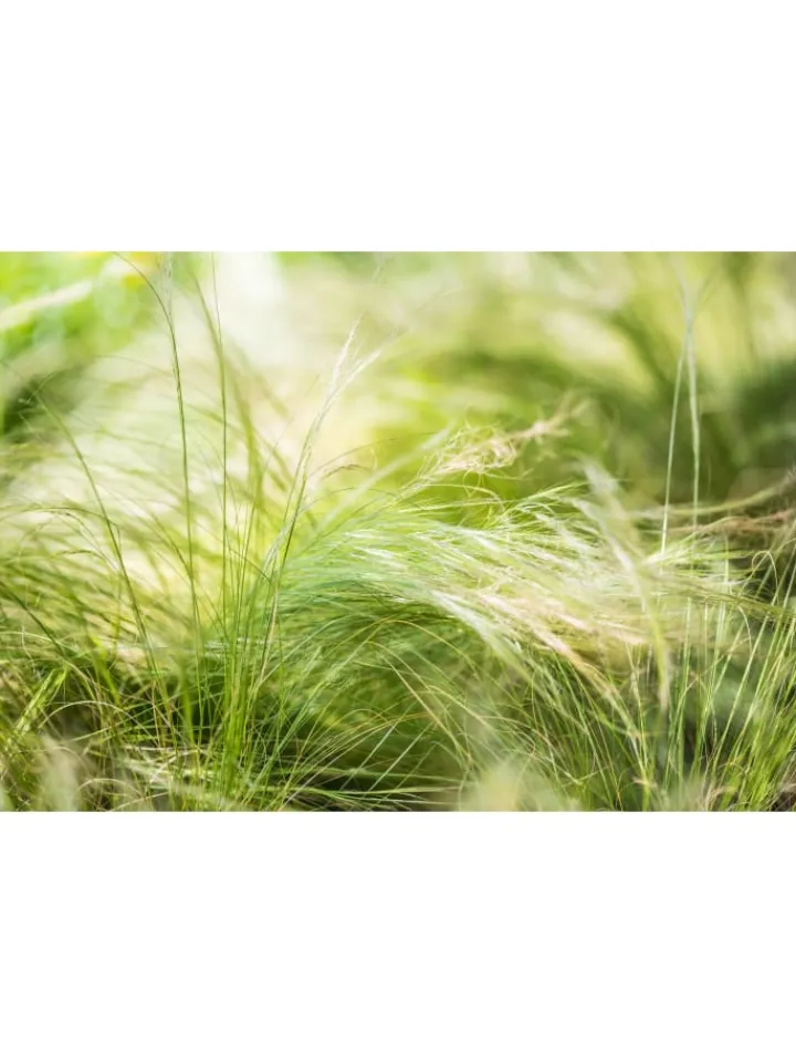 GARDENZO Pflanzen & Zubehör<8er-Set: Stipa Zwerg-Federgras