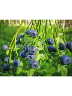GARDENZO Pflanzen & Zubehör<4er-Set: Vitaminpflanzenmischung in Bunt