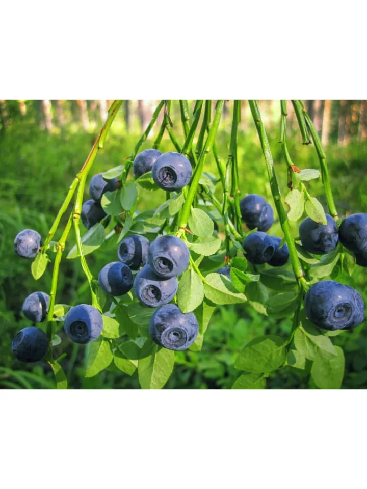 GARDENZO Pflanzen & Zubehör<4er-Set: Vitaminpflanzenmischung in Bunt