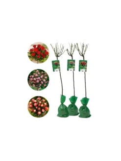 GARDENZO Pflanzen & Zubehör<3er-Set: XXL Großblütige Standardrosen in rot/rosa