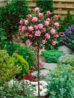 GARDENZO Pflanzen & Zubehör<3er-Set: XXL Großblütige Standardrosen in rot/rosa