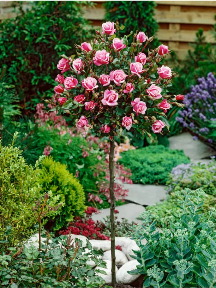 GARDENZO Pflanzen & Zubehör<3er-Set: XXL Großblütige Standardrosen in rot/rosa