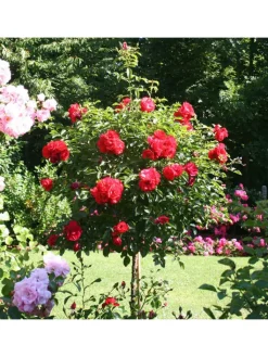 GARDENZO Pflanzen & Zubehör<3er-Set: XXL Großblütige Standardrosen in rot/rosa