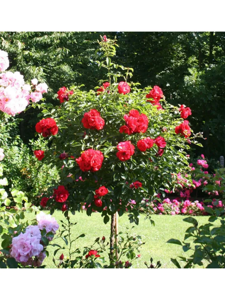 GARDENZO Pflanzen & Zubehör<3er-Set: XXL Großblütige Standardrosen in rot/rosa