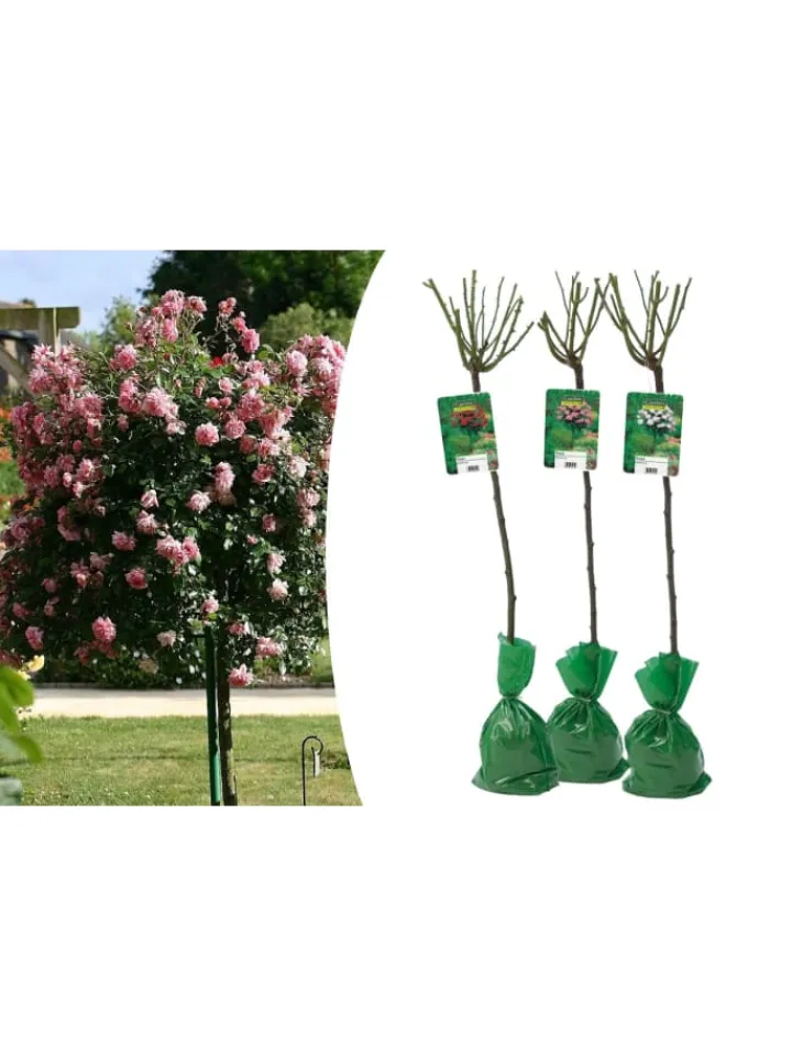 GARDENZO Pflanzen & Zubehör<3er-Set: XXL Großblütige Stielrosen in Weiß/ Rot/ Rosa