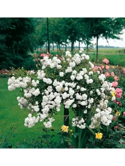 GARDENZO Pflanzen & Zubehör<3er-Set: XXL Großblütige Stielrosen in Weiß/ Rot/ Rosa