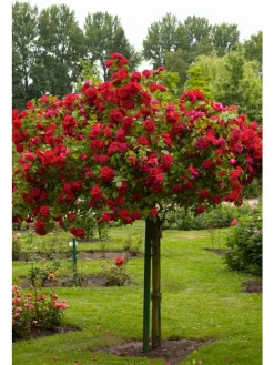 GARDENZO Pflanzen & Zubehör<3er-Set: XXL Großblütige Stielrosen in Weiß/ Rot/ Rosa