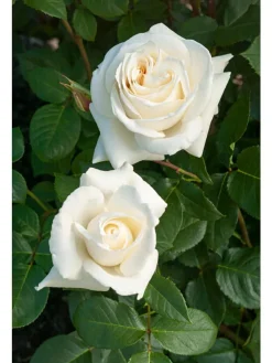GARDENZO Pflanzen & Zubehör<3er-Set: XXL Großblütige Stielrosen in Weiß/ Rot/ Rosa