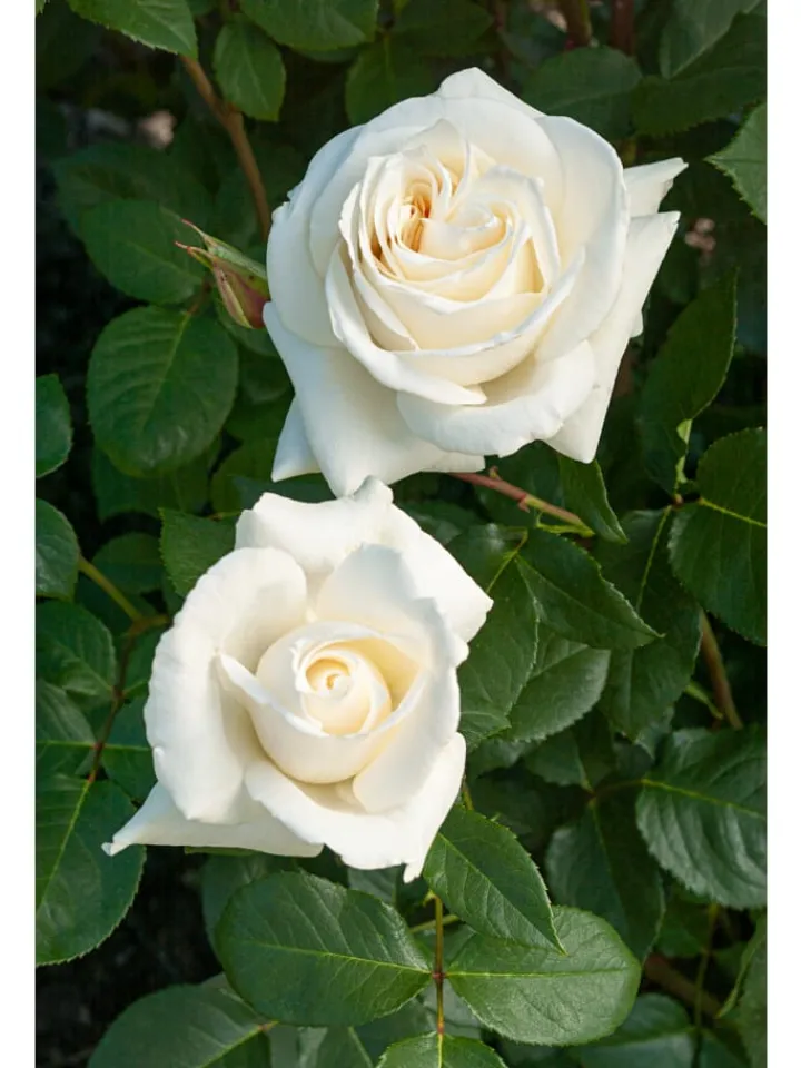 GARDENZO Pflanzen & Zubehör<3er-Set: XXL Großblütige Stielrosen in Weiß/ Rot/ Rosa