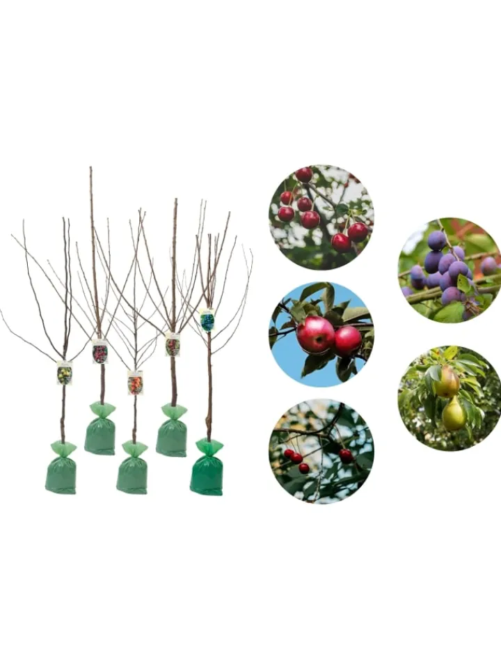 GARDENZO Pflanzen & Zubehör<5er-Set: XXL Obstbäume in Bunt