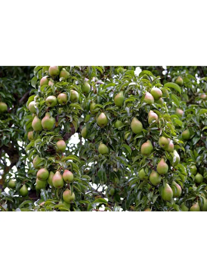 GARDENZO Pflanzen & Zubehör<5er-Set: XXL Obstbäume in Bunt