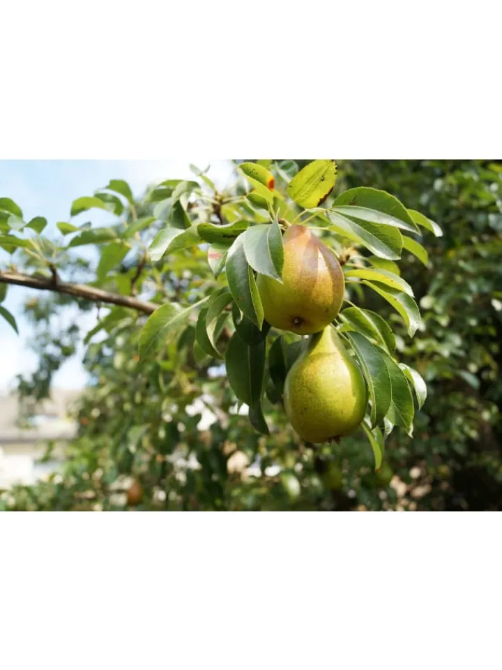 GARDENZO Pflanzen & Zubehör<5er-Set: XXL Obstbäume in Bunt