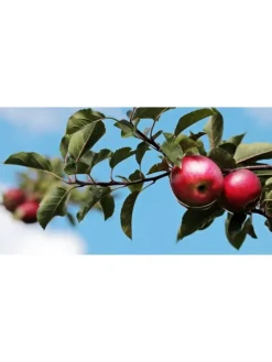 GARDENZO Pflanzen & Zubehör<5er-Set: XXL Obstbäume in Bunt