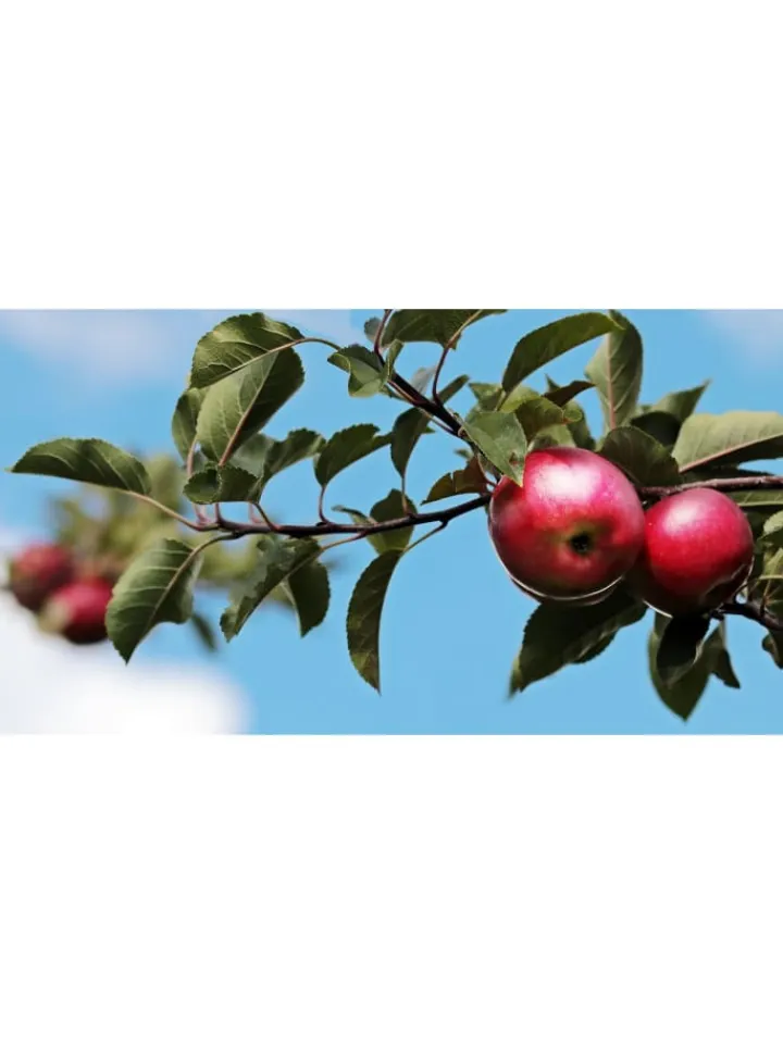 GARDENZO Pflanzen & Zubehör<5er-Set: XXL Obstbäume in Bunt