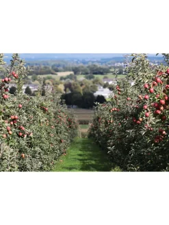 GARDENZO Pflanzen & Zubehör<5er-Set: XXL Obstbäume in Bunt