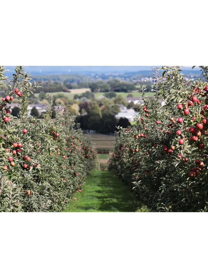 GARDENZO Pflanzen & Zubehör<5er-Set: XXL Obstbäume in Bunt