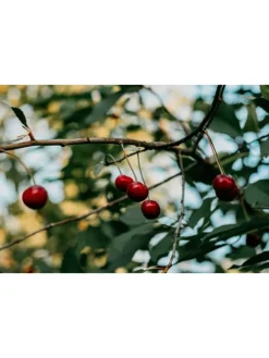 GARDENZO Pflanzen & Zubehör<5er-Set: XXL Obstbäume in Bunt