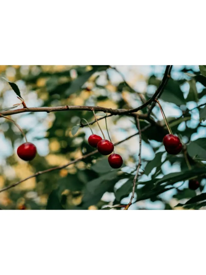 GARDENZO Pflanzen & Zubehör<5er-Set: XXL Obstbäume in Bunt