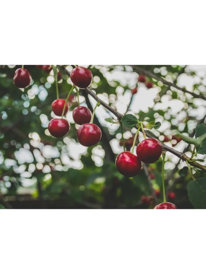 GARDENZO Pflanzen & Zubehör<5er-Set: XXL Obstbäume in Bunt